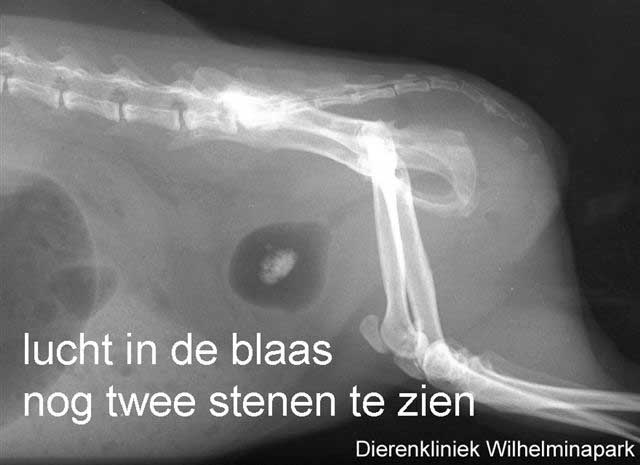 Een katheter wordt bij deze vrouwtjes cavia ingebracht